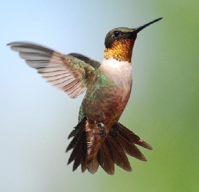 昆虫でも鳥でもない、ハチドリの羽ばたきホバリング画像