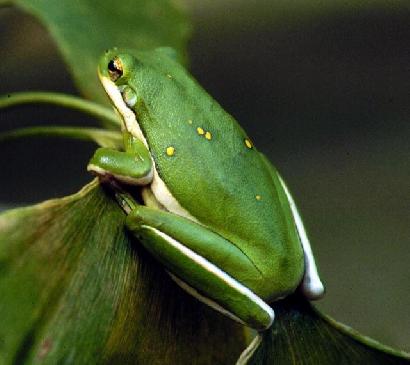 環境によって、体の色を自在に操るアマガエル画像