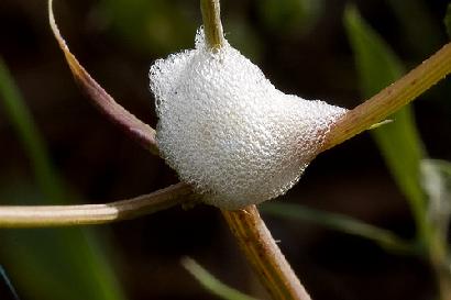 アワフキムシの幼虫が作った「泡の巣」