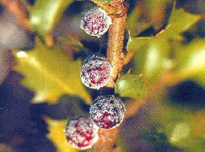 ケリアラッカ（インドのラックムシ）の集団（コロニー）　小枝を集めると赤い染料がとれます。