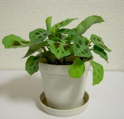 光によって動く植物マランタ画像