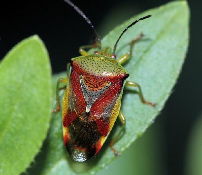 カメムシの仲間