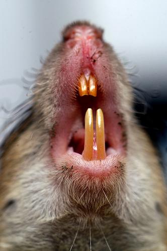 かじって磨くネズミの歯-「なにがすごいの？」画像