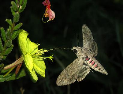 夜行性の蛾に頼って夜花を咲かせる植物も多くいます。