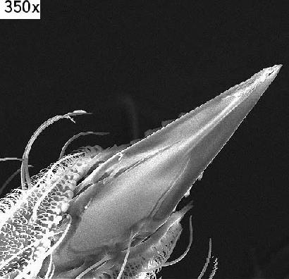 蚊の針の先端を電子顕微鏡で拡大した写真