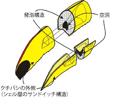 オニオオハシのクチバシの構造