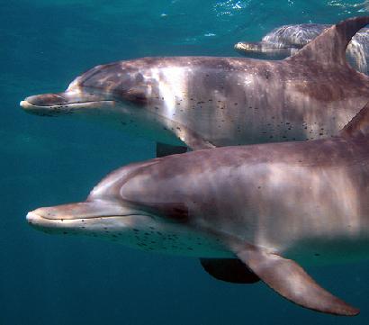 イルカの音響定位に学ぶ新しい水中音響通信-「なにがすごいの？」画像