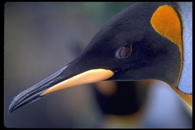 万能な眼をもつペンギン画像