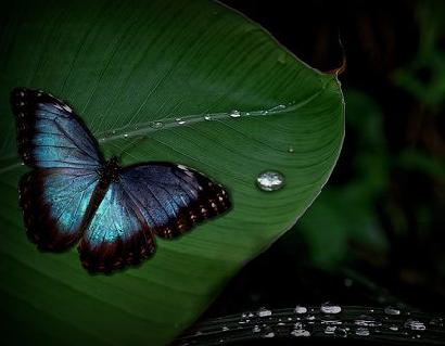 水をはじいて汚れない蝶の翅画像