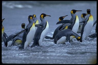 ペンギンの羽毛は天然のダウンジャケット画像