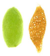 左：天蚕の繭　右：インドネシア原産クリキュラの黄金の繭