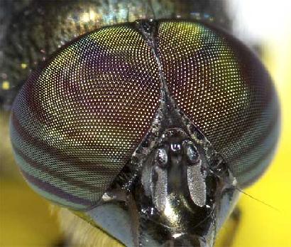 広い範囲を見ることができる昆虫の複眼画像