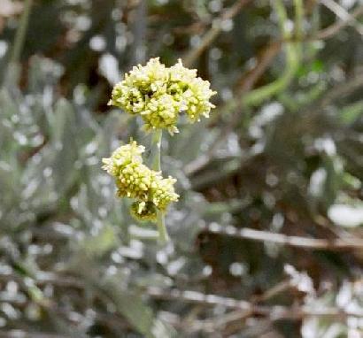 野生のゴムの木の樹脂はシロアリや菌に強い画像