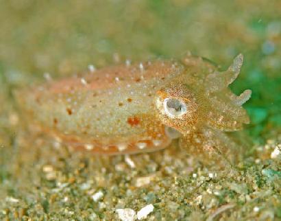 コウイカの幼魚