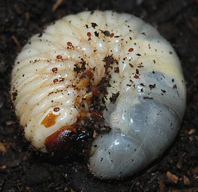 カブトムシの幼虫