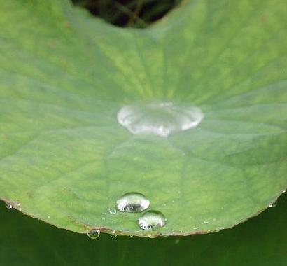 きれいな水玉つくります。水をはじく！汚れない！ハスの葉画像