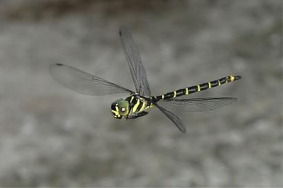 虫の体のスーパーゴム画像
