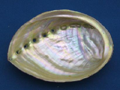 アワビの貝殻の内側。真珠のように光って見えるのは、実は真珠と同じ構\造を持っているからです。