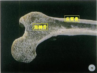 骨に学ぶ最小重量設計法画像