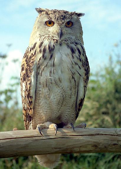 フクロウの一種