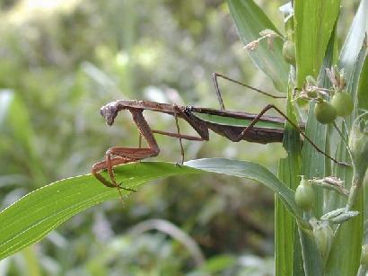 カマキリ