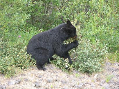 木の実を食べるクロクマ