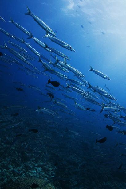 魚のスーパーセンサーに学ぶ無事故社会画像