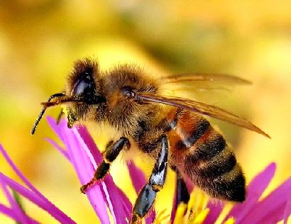 ミツバチの巣を守るプロポリス画像