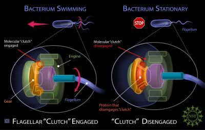 鞭毛モーターのクラッチのイメージイラス ト  左：クラッチが入って鞭毛が回転し、バクテリアは推進する。  右：クラッチが切れて鞭毛は回転せず、バクテリアは止まる。