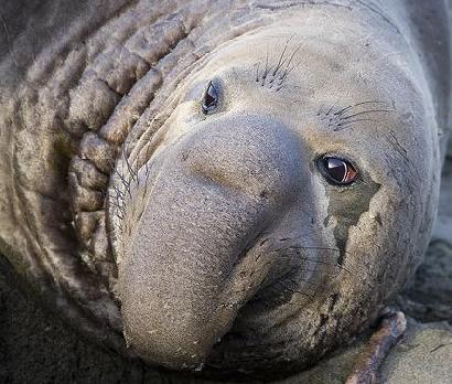 大きな鼻で水分を確保するゾウアザラシ画像