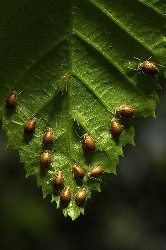 ミイラ化したアブラムシ