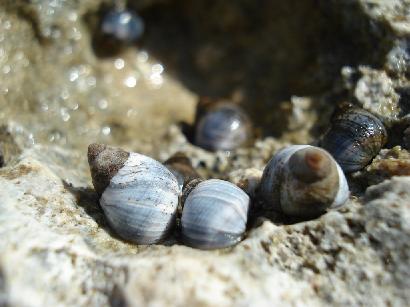 海が苦手なタマキビの乾燥防止法画像