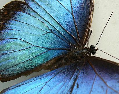 青く輝くモルフォチョウの翅の秘密画像