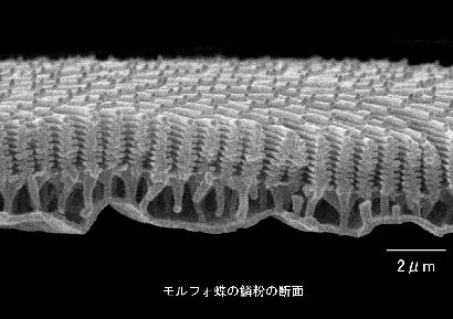 鱗粉断面の電子顕微鏡写真  細かいひだのような凹凸の構造が見える 