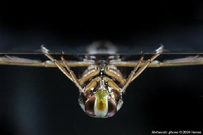 マツモムシ（Backswimmer bug）