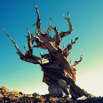 Pinus Longevae（長寿の松の意）という学術名をもつブリスルコーン
