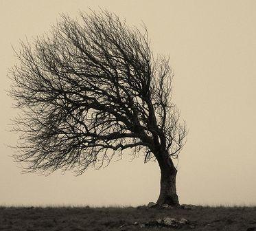 ストレス発散が上手な樹木-「なにがすごいの？」画像
