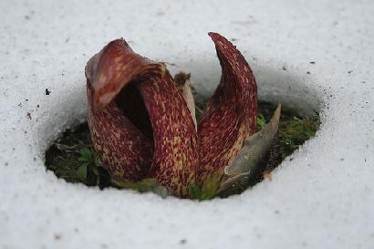 あまりに臭いので英語ではSkunk Cabbage(臭いキャベツ)と呼ばれています。 