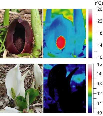 上段：ザゼンソウの写真と赤外線サーモグラフィー  下段：ザゼンソウ近縁種（ミズバショウ）非発熱植物