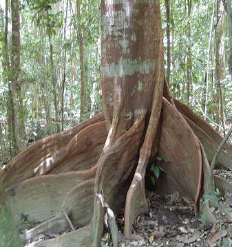 地上に根を張る熱帯雨林の木画像