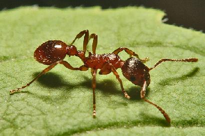 昆虫類に学ぶ新しい多脚式移動システム画像