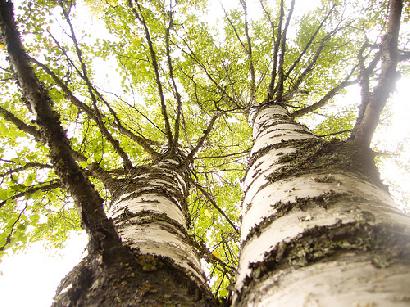 上へ上へ伸びる植物-「なにがすごいの？」画像