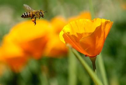 ①尻振りダンス：採餌蜂を召集する。  ②身震いダンス：貯蜜蜂を召集する。  ③振動：内勤蜂を採餌蜂にする。  50秒以上待つときは→②