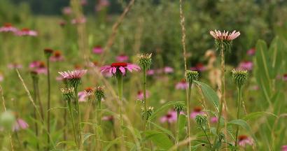 大草原の根で土壌改良-「どうやって役立てるの？」画像