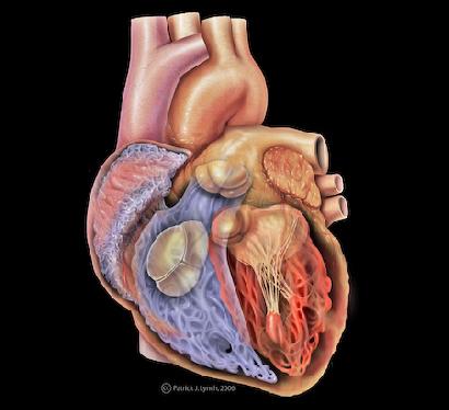 人間の心臓は、多機能なポンプ画像